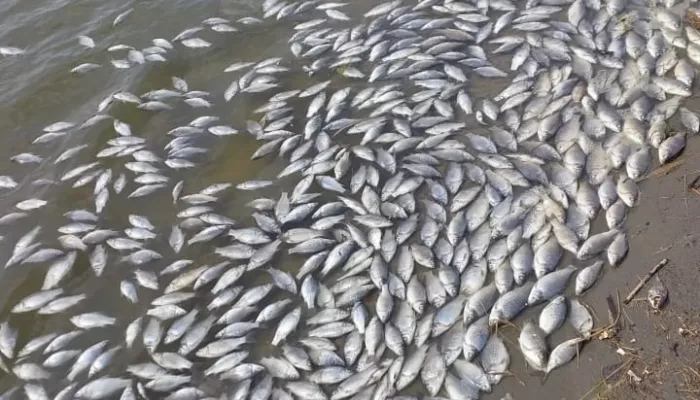 Дачники пожаловались на массовый мор рыбы в барнаульском СНТ