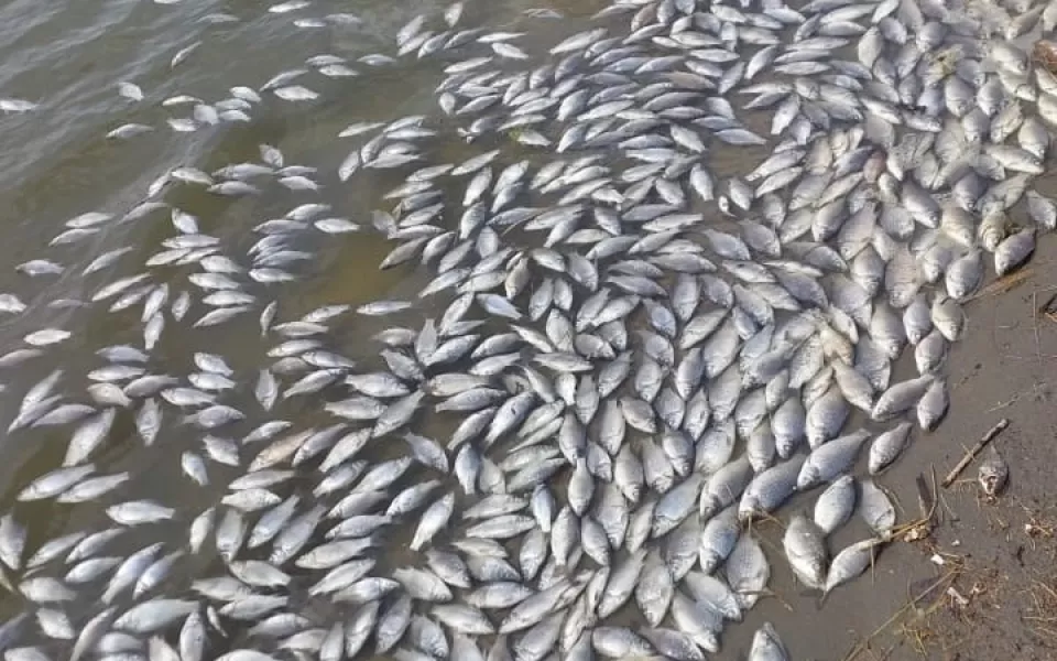 Дачники пожаловались на массовый мор рыбы в барнаульском СНТ