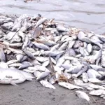Аномальная жара в Алтайском крае спровоцировала развитие смертельной рыбьей болезни