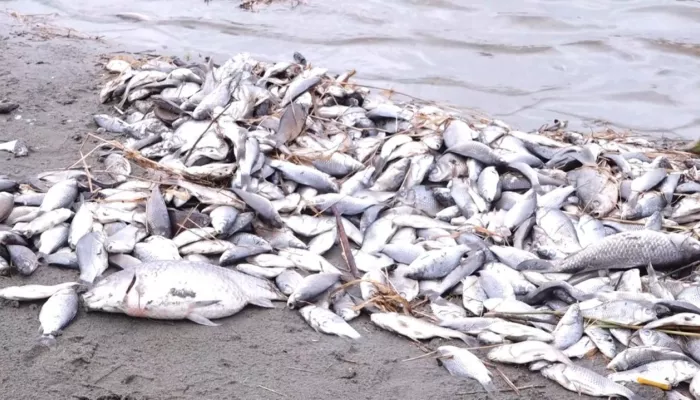 400 килограммов мертвой рыбы собрали в водоеме у барнаульского садоводства
