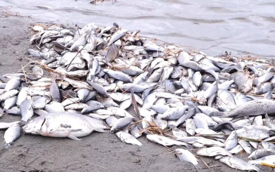 400 килограммов мертвой рыбы собрали в водоеме у барнаульского садоводства