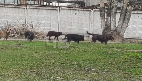 Барнаульцы жалуются на большую стаю бродячих собак