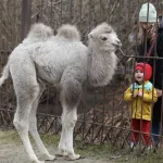 В Барнаульском зоопарке показали подросшего верблюжонка
