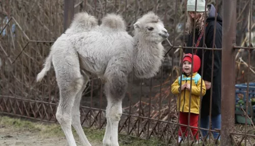 В Барнаульском зоопарке показали подросшего верблюжонка