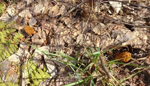 Алтайские грибники радуются первому урожаю сморчков