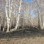 В Алтайском крае поймали первого в этом сезоне поджигателя леса