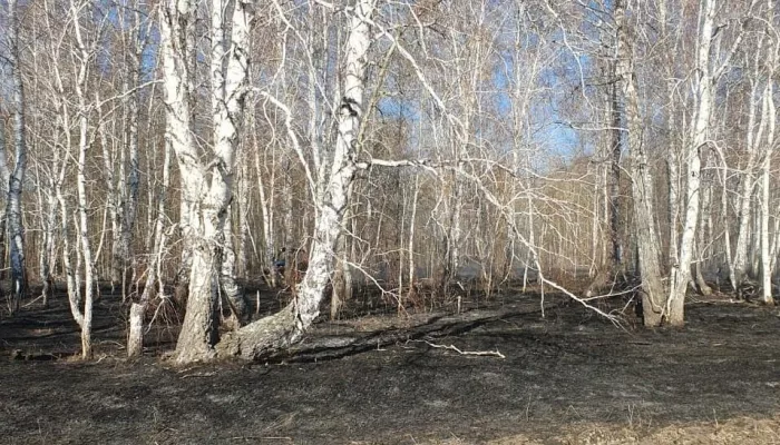 В Алтайском крае поймали первого в этом сезоне поджигателя леса
