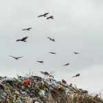 Стали известны новые подробности поиска тел экс-мэра Самары и его жены