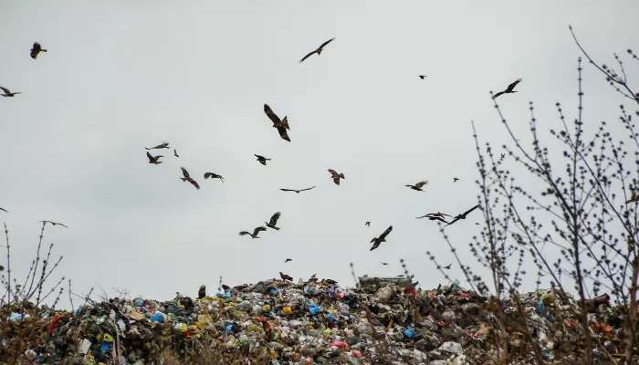 Тело ищут на свалке: что известно о страшной расправе в барнаульской квартире