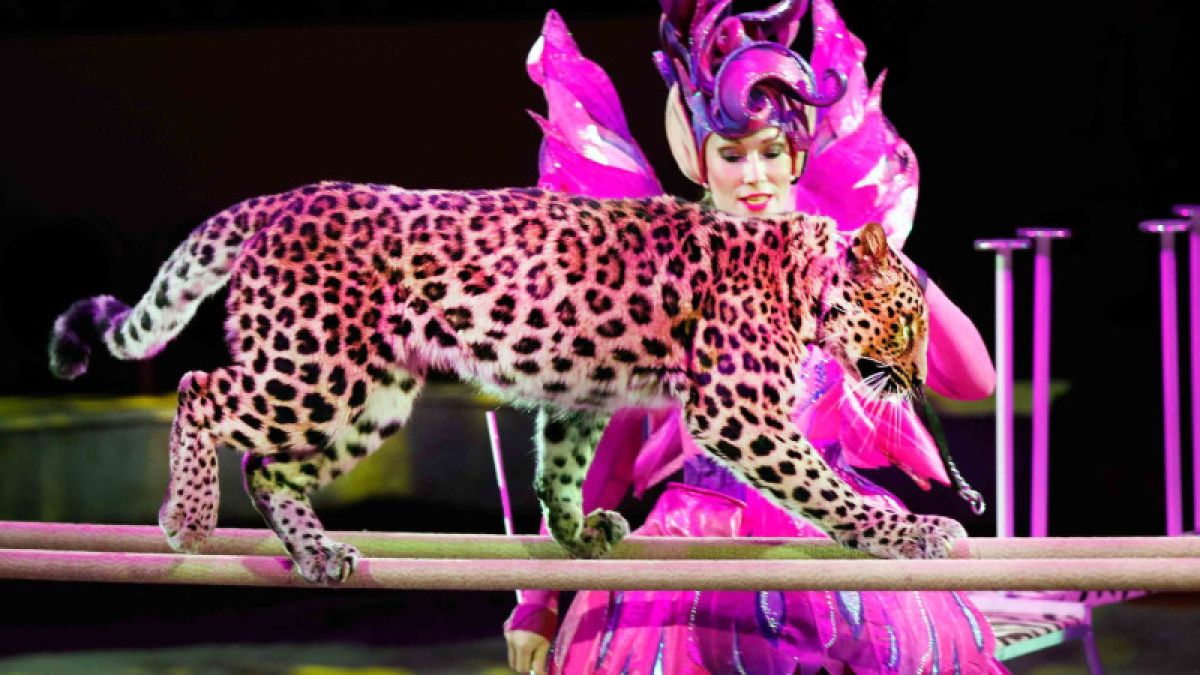 Леопард напал на ребенка в цирке на Цветном бульваре 