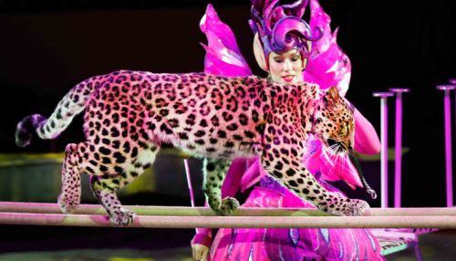 Леопард напал на ребенка в цирке на Цветном бульваре