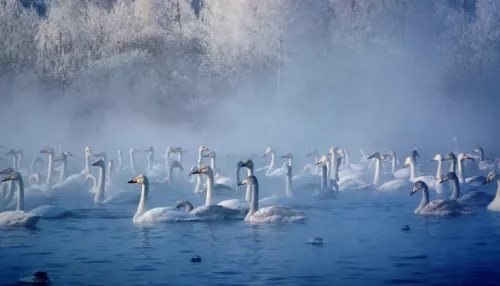 Жителей Алтайского края торопят посмотреть на птиц в заказнике Лебединый