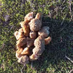 Алтайские грибники в лесах собирают сморчки и находят необычные экземпляры