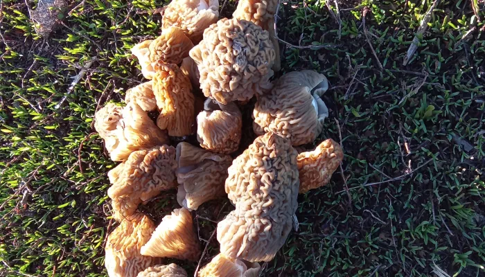 Алтайские грибники хвастаются урожаем сморчков и находят необычные экземпляры