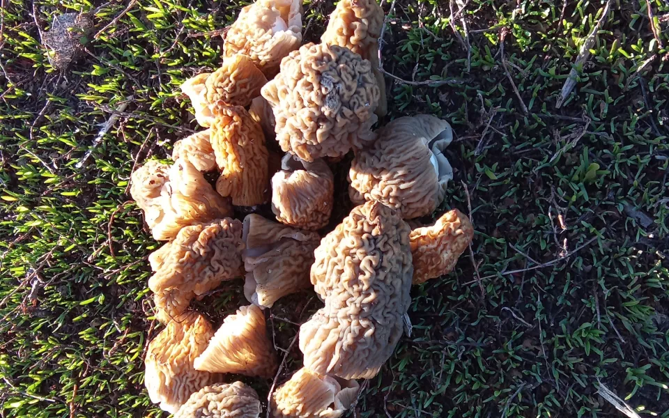 Алтайские грибники в лесах собирают сморчки и находят необычные экземпляры