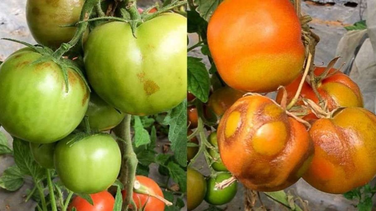 Вирус коричневых морщинистых плодов томатов