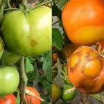 В Алтайском крае нашли вирус морщинистости в томатах из Казахстана