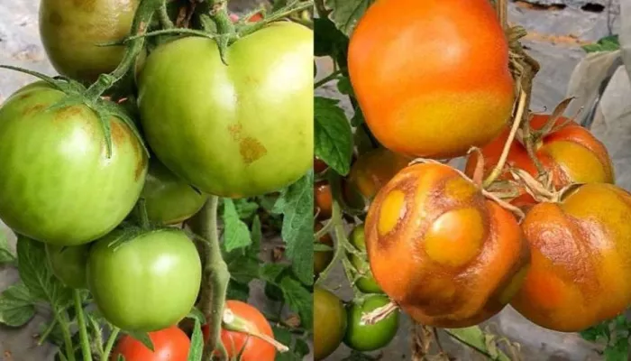 В Алтайском крае нашли вирус морщинистости в томатах из Казахстана