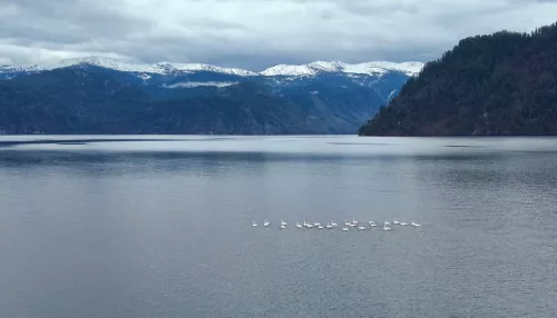 Редкий случай: на Телецкое озеро в начале мая прилетели лебеди. Фото