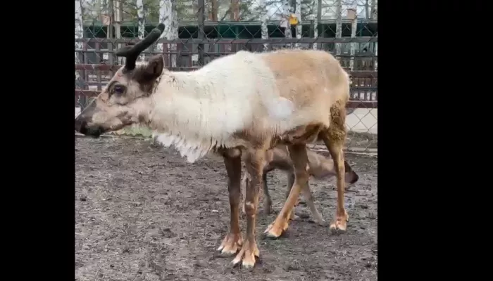 В Барнаульском зоопарке произошло очередное пополнение
