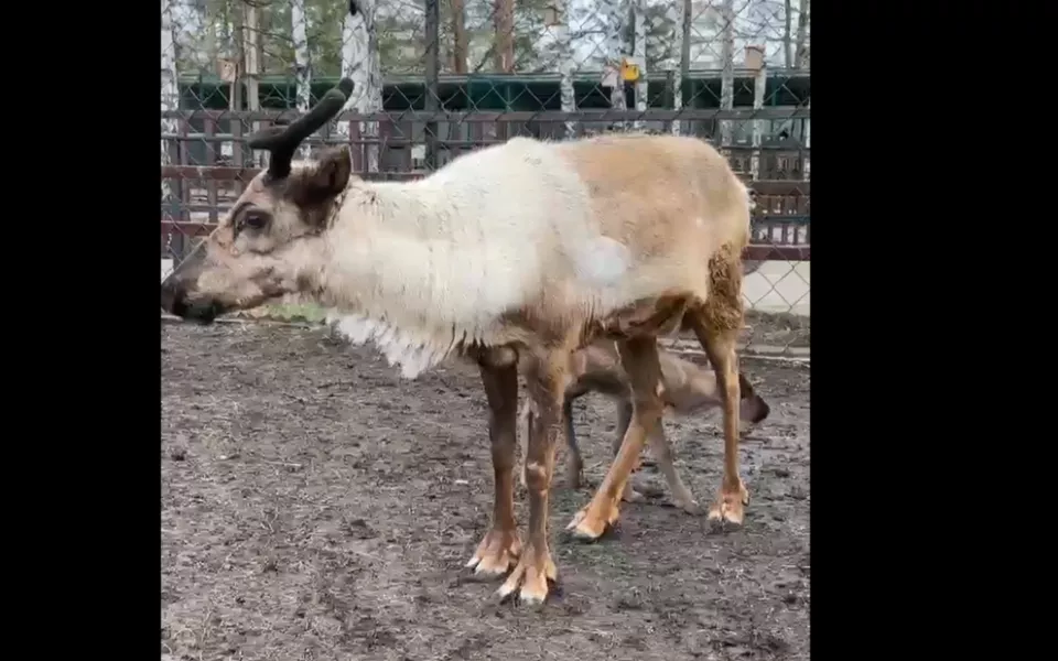 В Барнаульском зоопарке произошло очередное пополнение