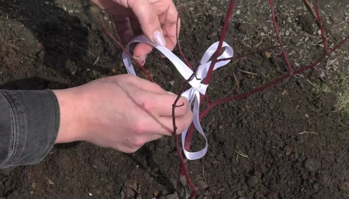 Барнаульцы высадили десятки кустарников в память о погибших малышах