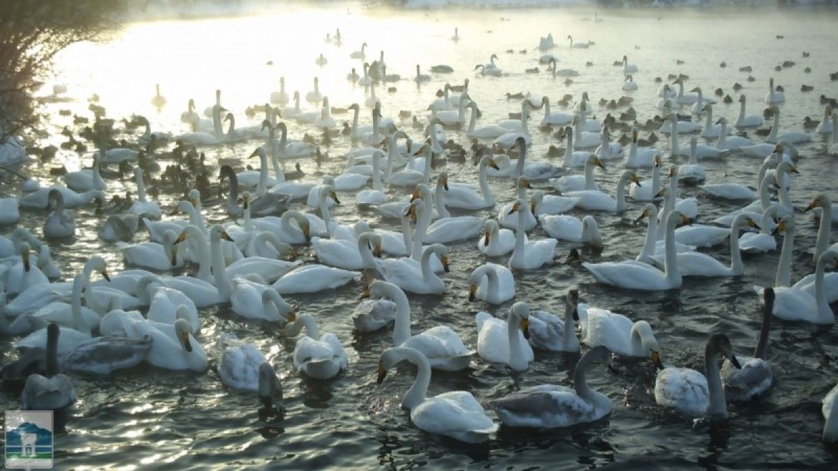 Как жителям края посетить экскурсию на лебединые озера?