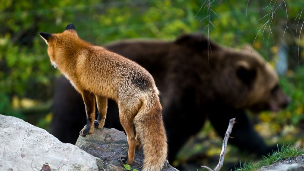 Жители Чарышского района спасаются от нашествия медведей и лис