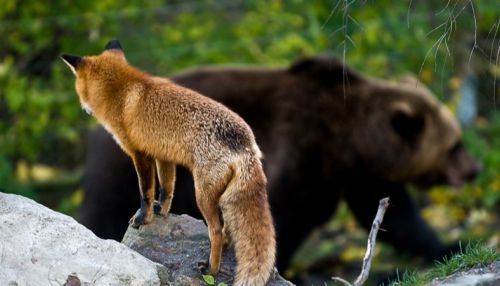 Жители Чарышского района спасаются от нашествия медведей и лис