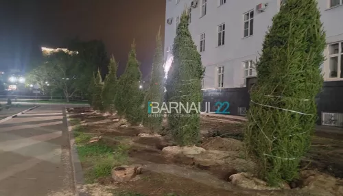 В Барнауле у здания краевого правительства пересадили деревья