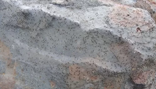 Алтайское предгорье атаковали сотни тысяч личинок непарного шелкопряда