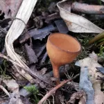 Новосибирский биолог нашел редкий гриб среди лютиков