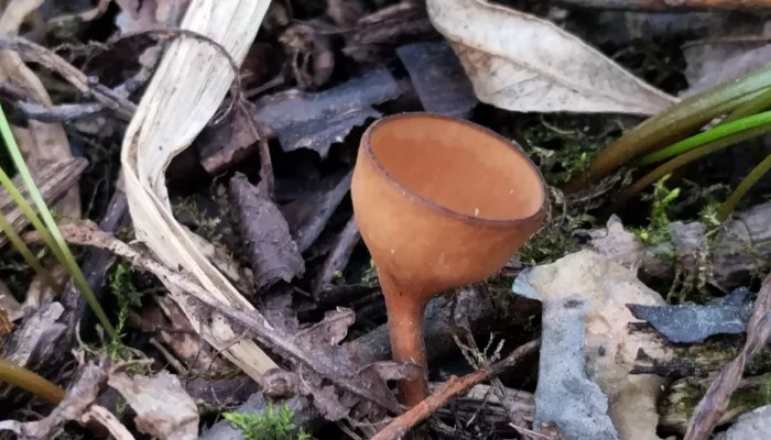 Новосибирский биолог нашел редкий гриб среди лютиков