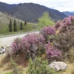 Когда цветет маральник: какие места посетить в Горном Алтае на майских праздниках