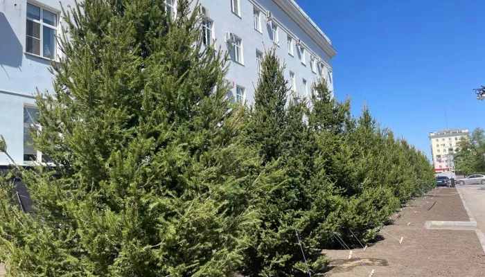 Ровные и пушистые: как выглядят новые ели у здания правительства Алтайского края