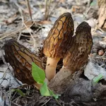 Алтайские грибники заканчивают сморчковый сезон. Фото