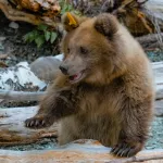 Воспитанный в алтайском заповеднике медвежонок-сирота успешно пережил зиму. Фото