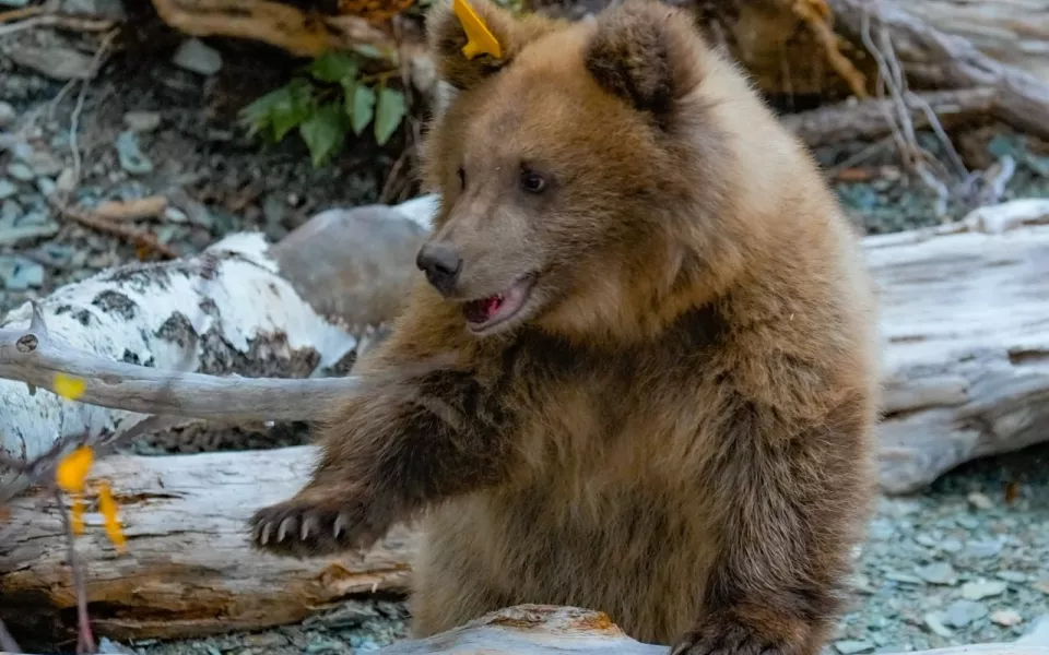 Воспитанный в алтайском заповеднике медвежонок-сирота успешно пережил зиму. Фото