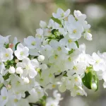 Белых яблонь дым: как похорошел Барнаул в период майского цветения. Фото