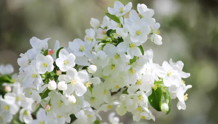Белых яблонь дым: как похорошел Барнаул в период майского цветения. Фото