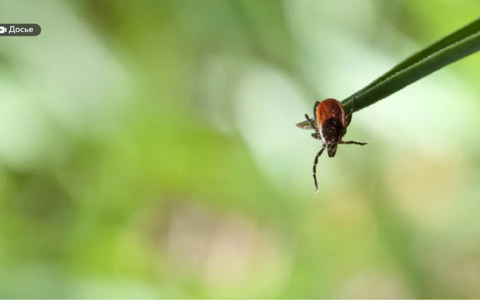 Все еще активны: в Республике Алтай за неделю от клещей пострадало 16 человек