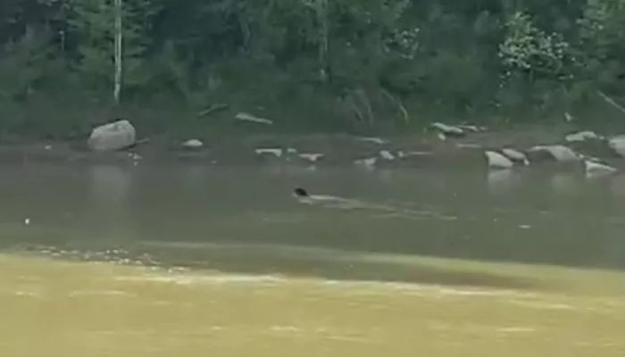 Хозяин тайги: в Горном Алтае очевидцы засняли переплывающего реку медведя