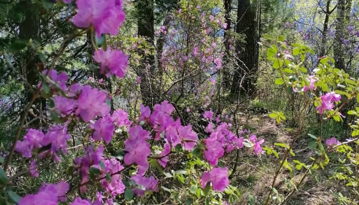 На Алтае завершается массовое цветение маральника. Фото