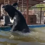 Медведи в барнаульском зоопарке открыли купальный сезон. Видео