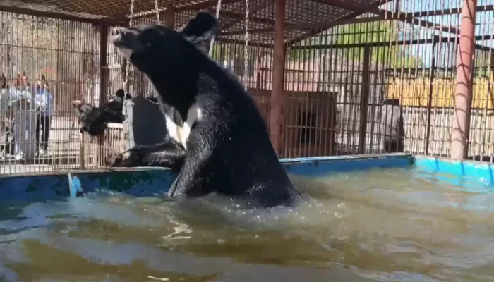 Медведи в барнаульском зоопарке открыли купальный сезон. Видео