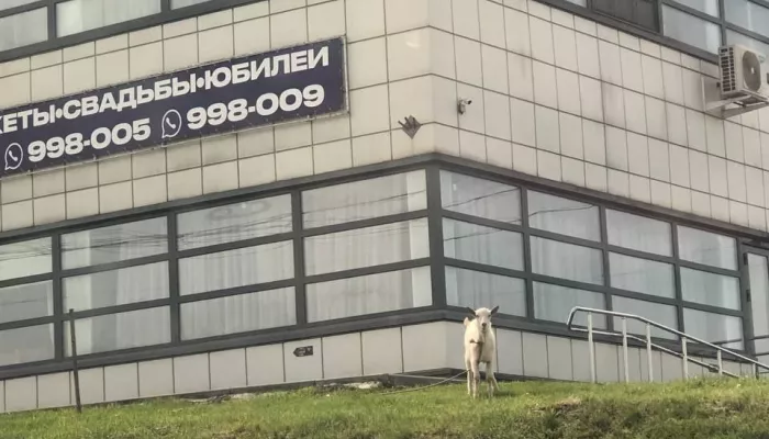 В Барнауле заметили привязанную возле ресторана козу