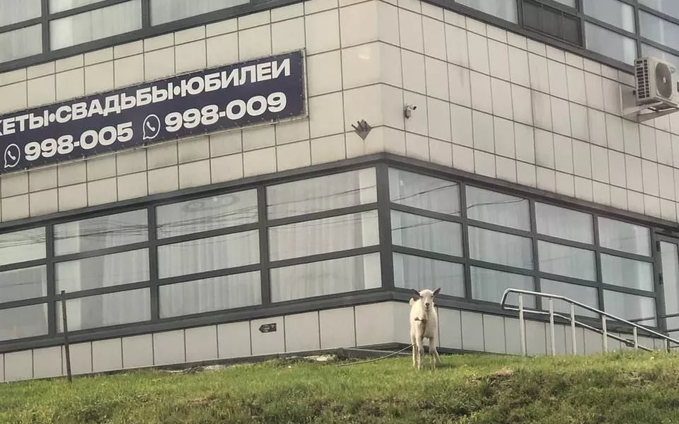 В Барнауле заметили привязанную возле ресторана козу