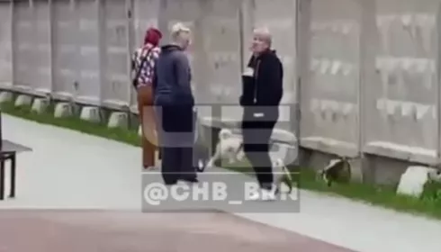 Барнаульцы возмущены поведением собачников, гуляющих на детской площадке
