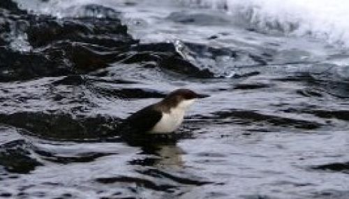 Как выглядит и называется ставший популярным алтайский пингвин