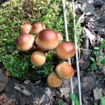 В Сибири грибники находят в лесах первые опята и подберезовики